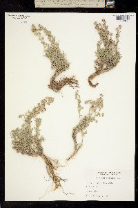 Artemisia pedatifida image