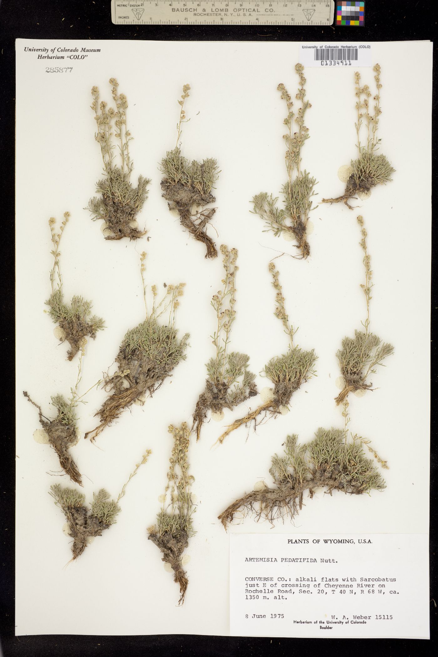 Artemisia pedatifida image