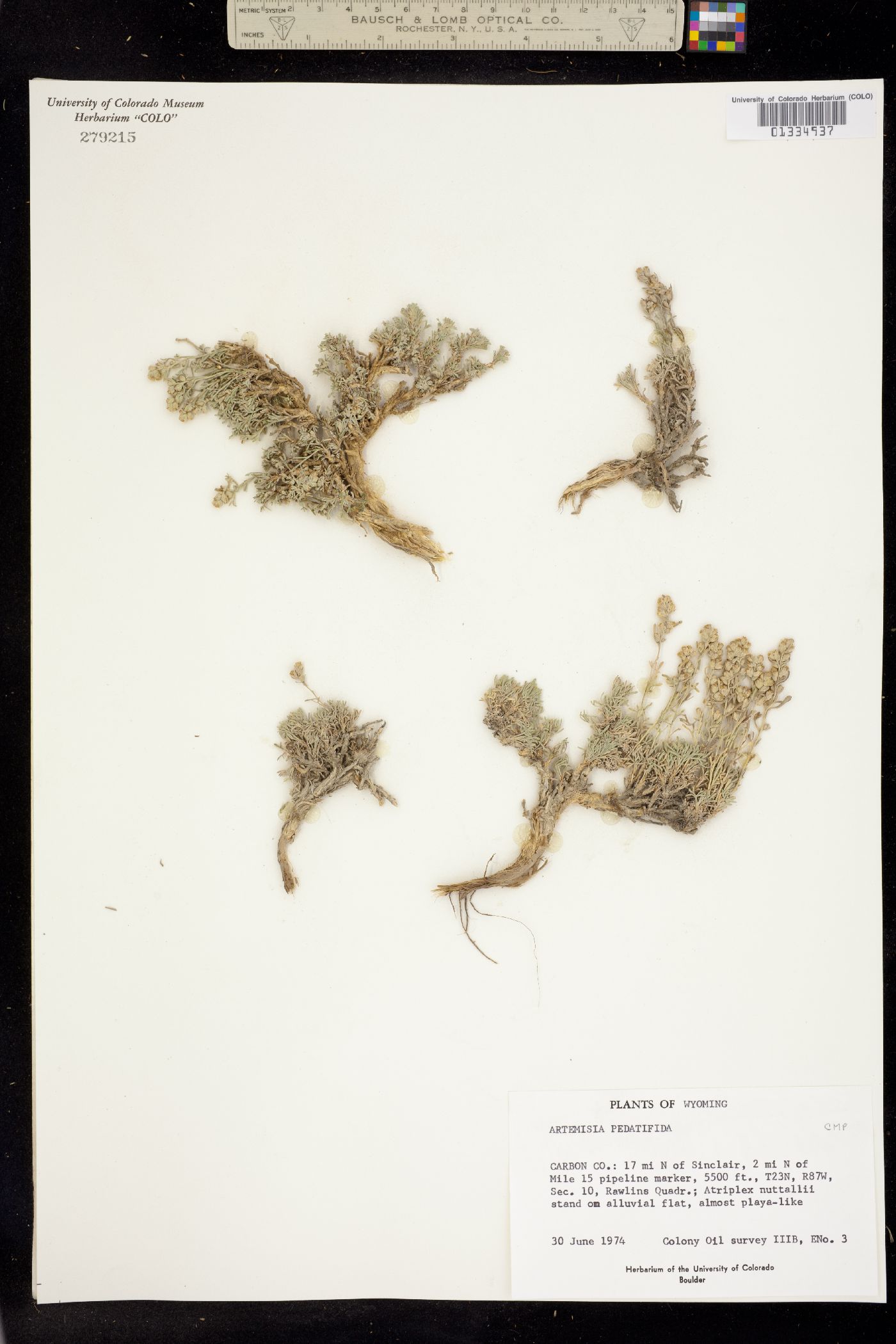 Artemisia pedatifida image