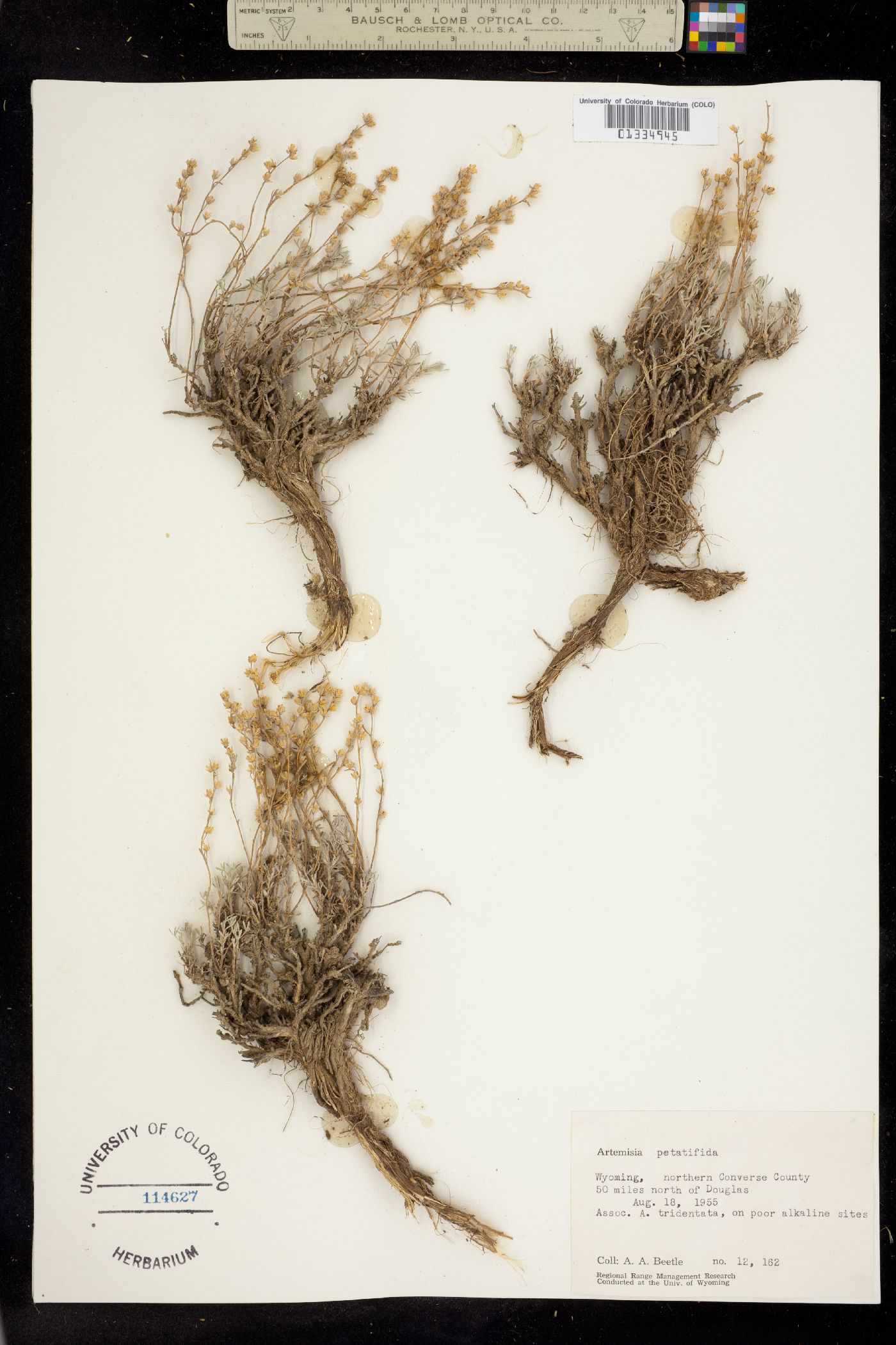 Artemisia pedatifida image