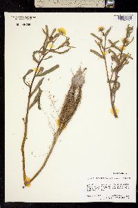 Olivaea leptocarpa image