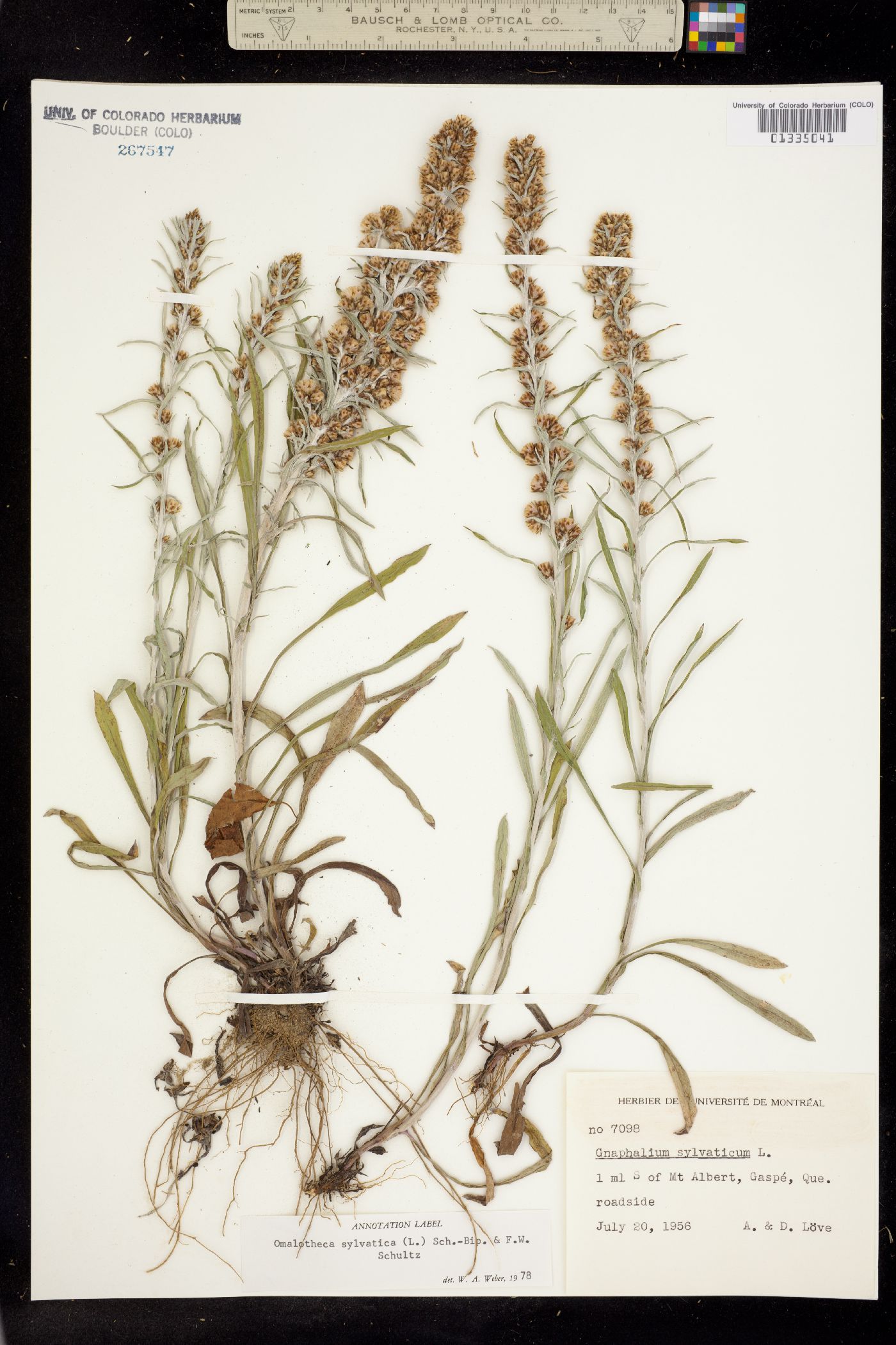 Omalotheca sylvatica image