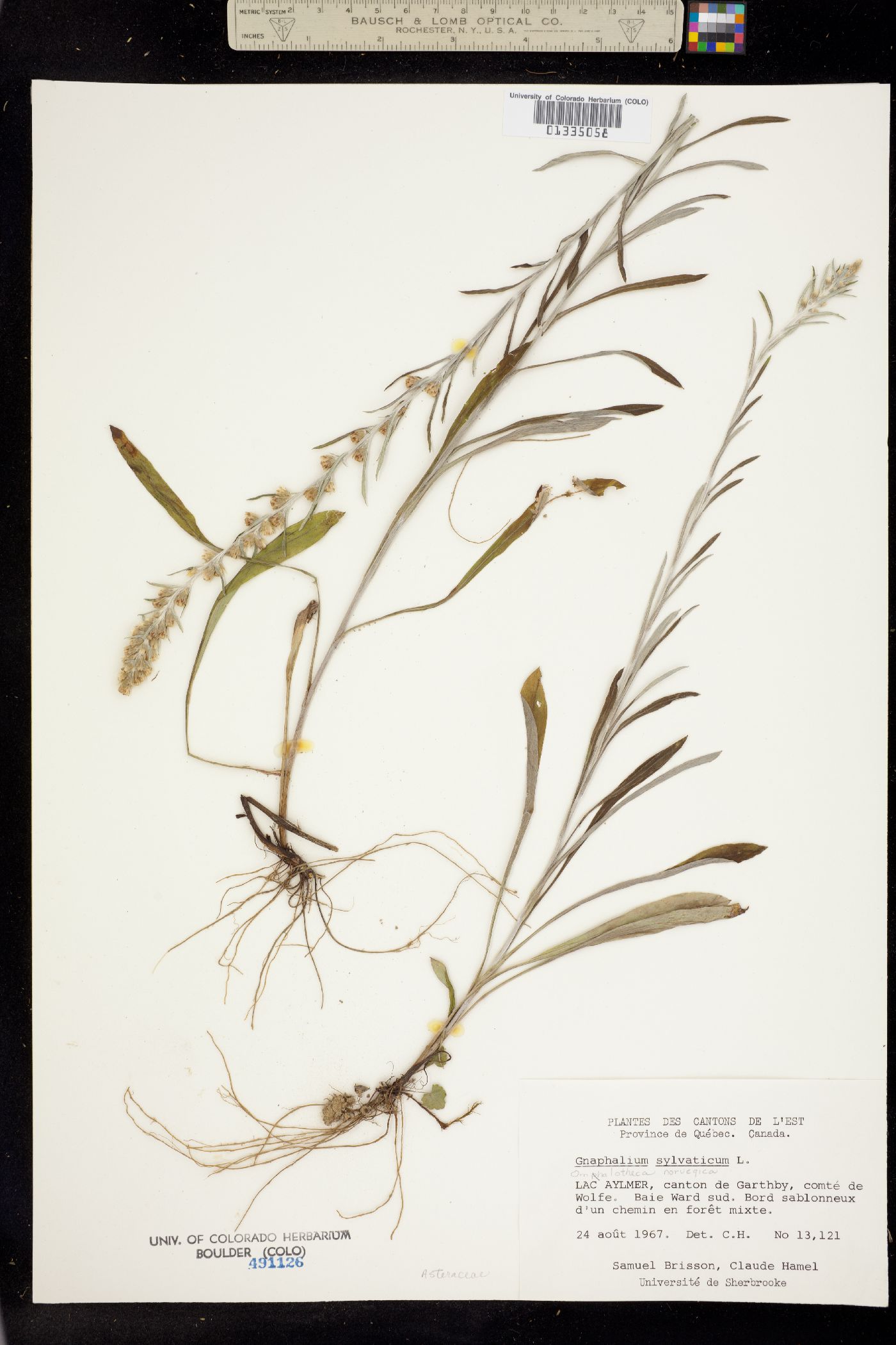 Omalotheca sylvatica image