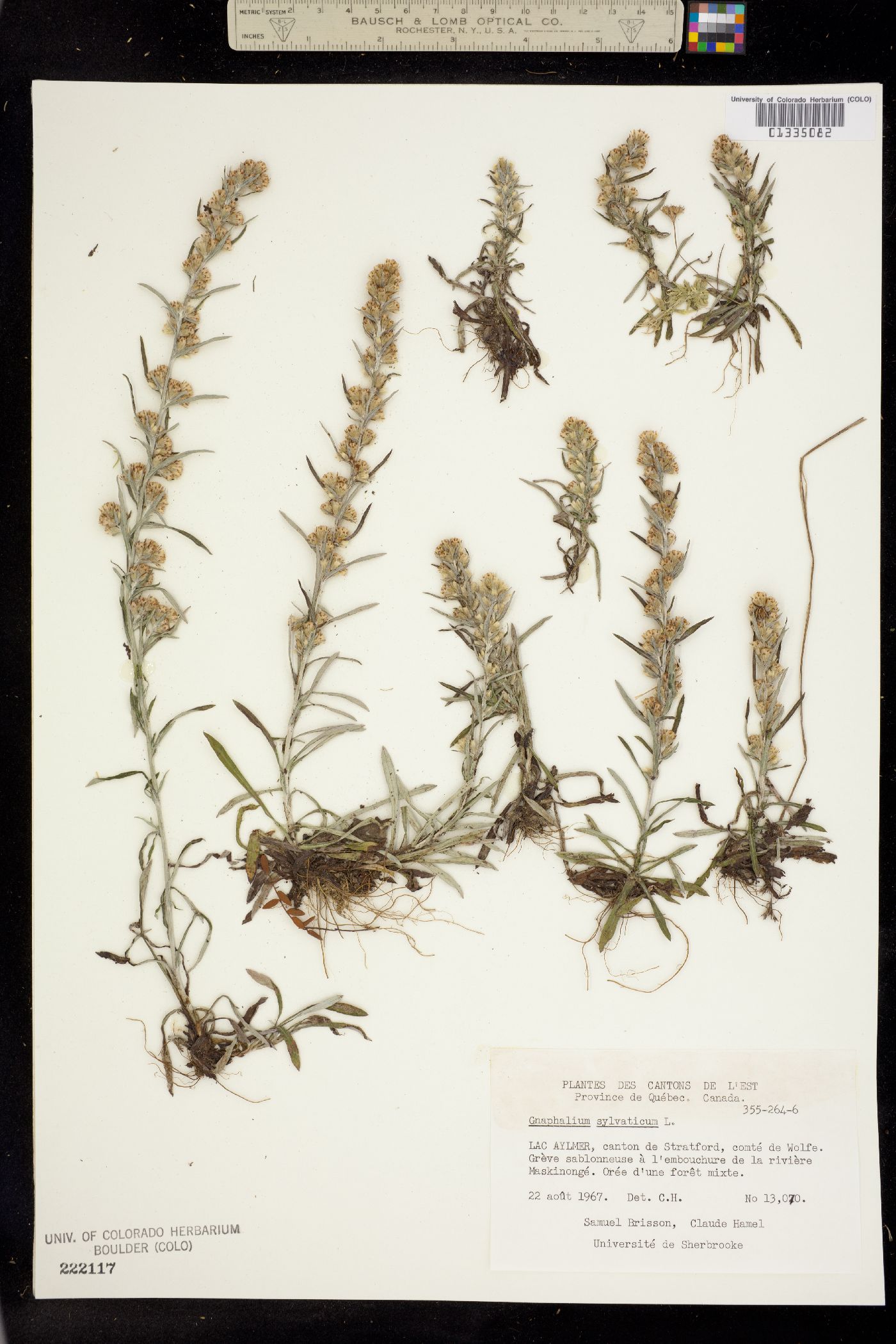 Omalotheca image