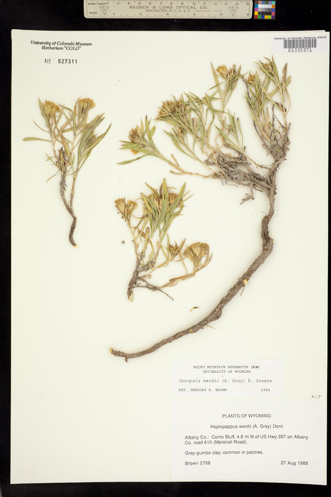 Oönopsis wardii image