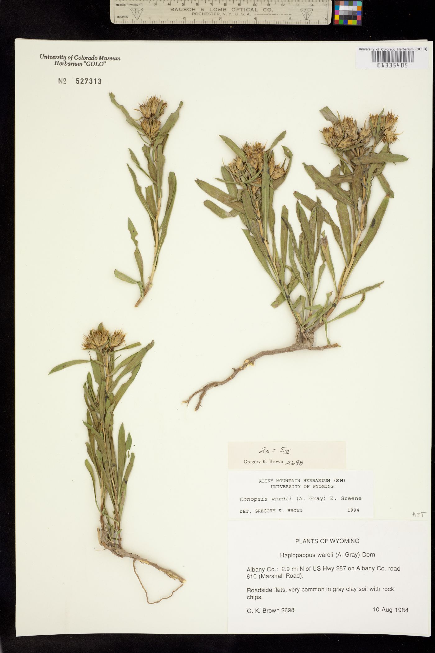 Oönopsis wardii image