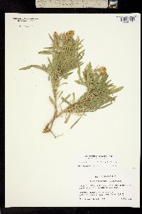 Oönopsis wardii image