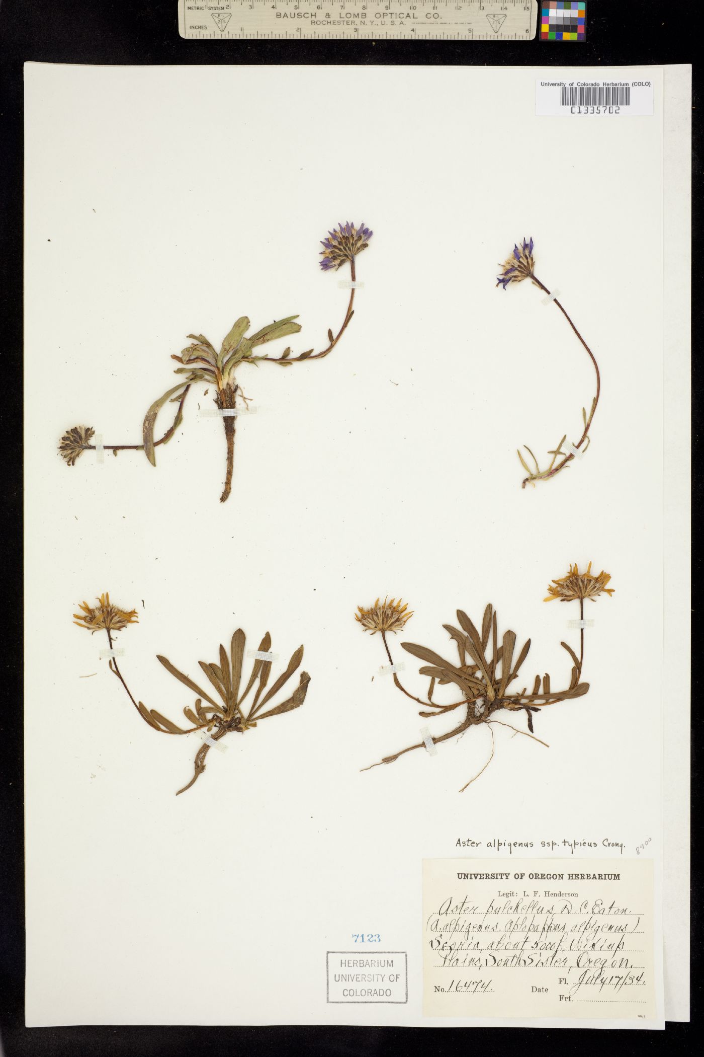 Oreastrum alpigenum image