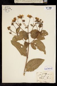 Perymeniopsis ovalifolia image