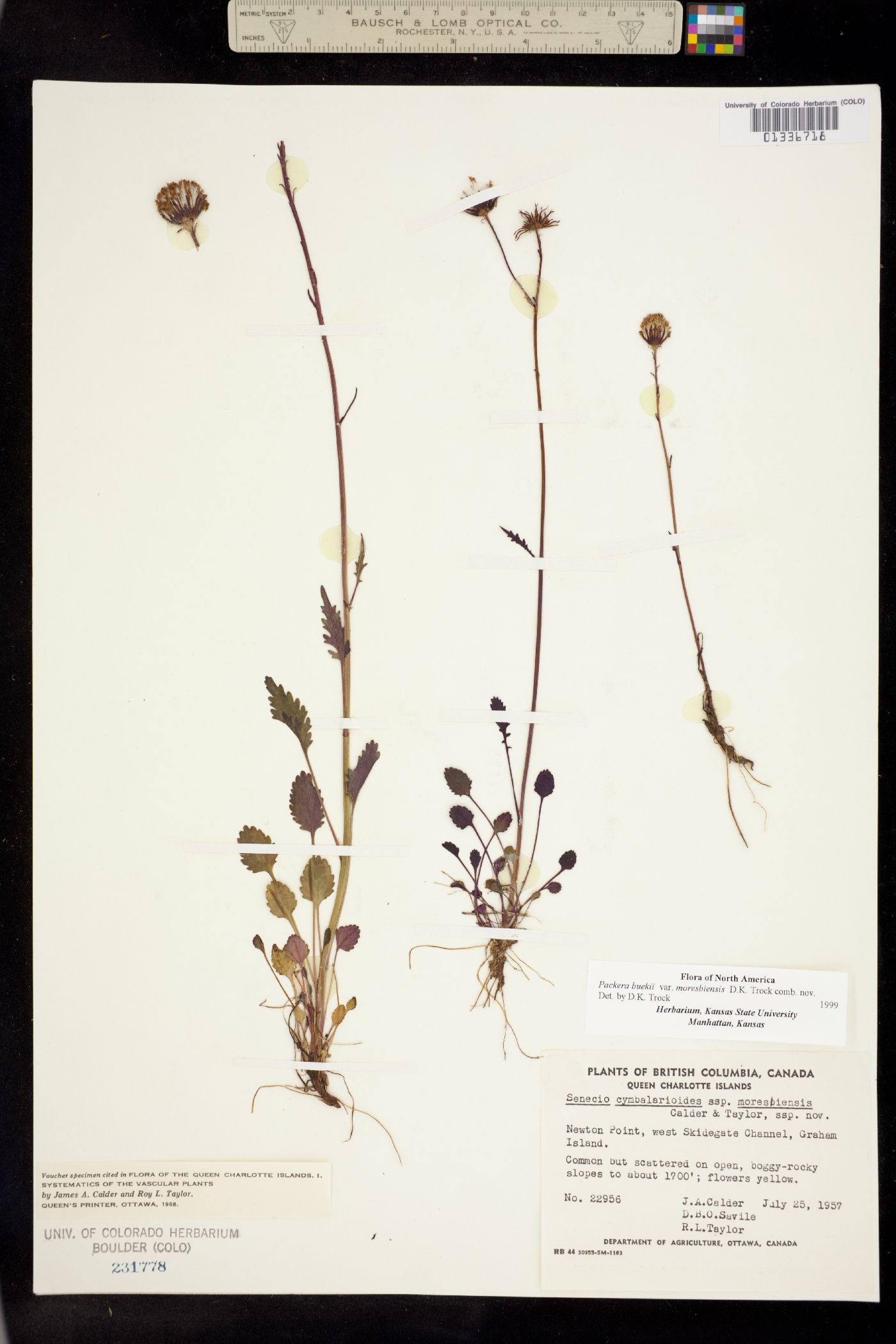 Packera subnuda image