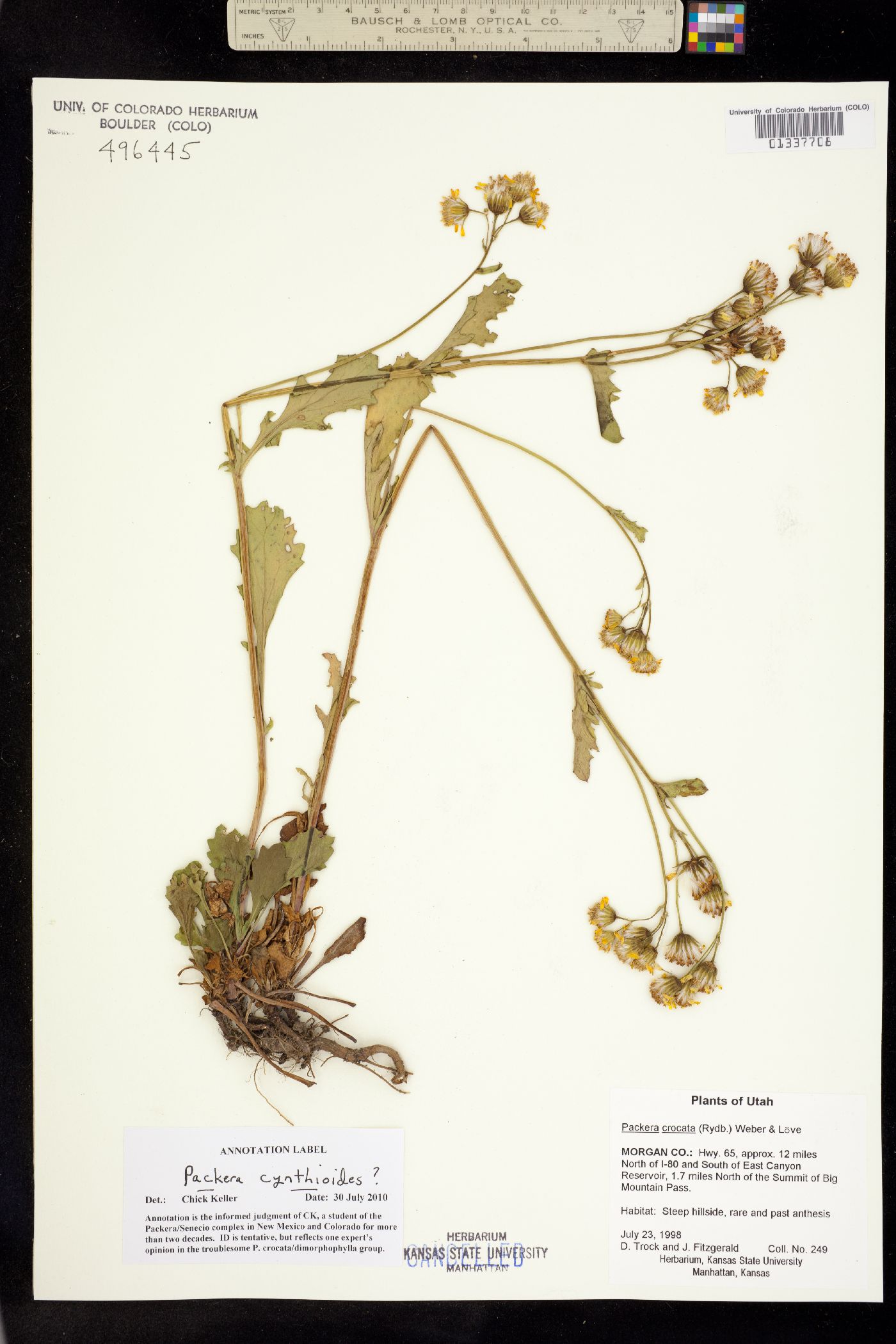 Packera cynthioides image