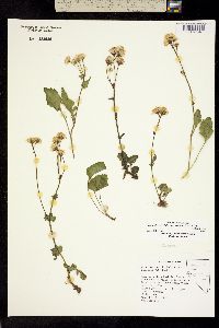 Packera dimorphophylla image