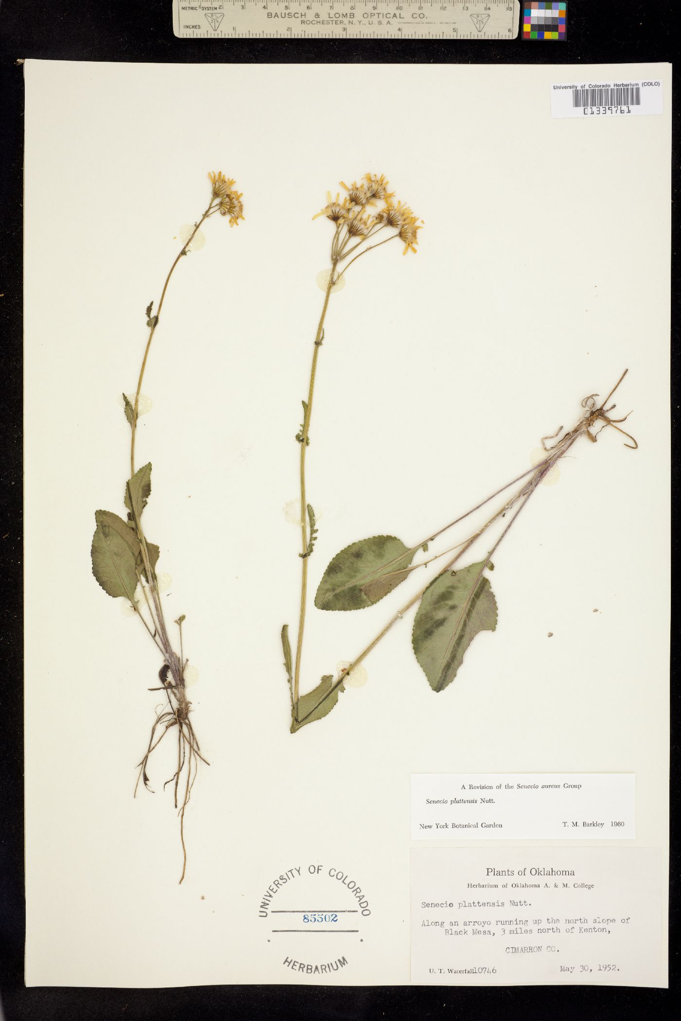 Packera plattensis image