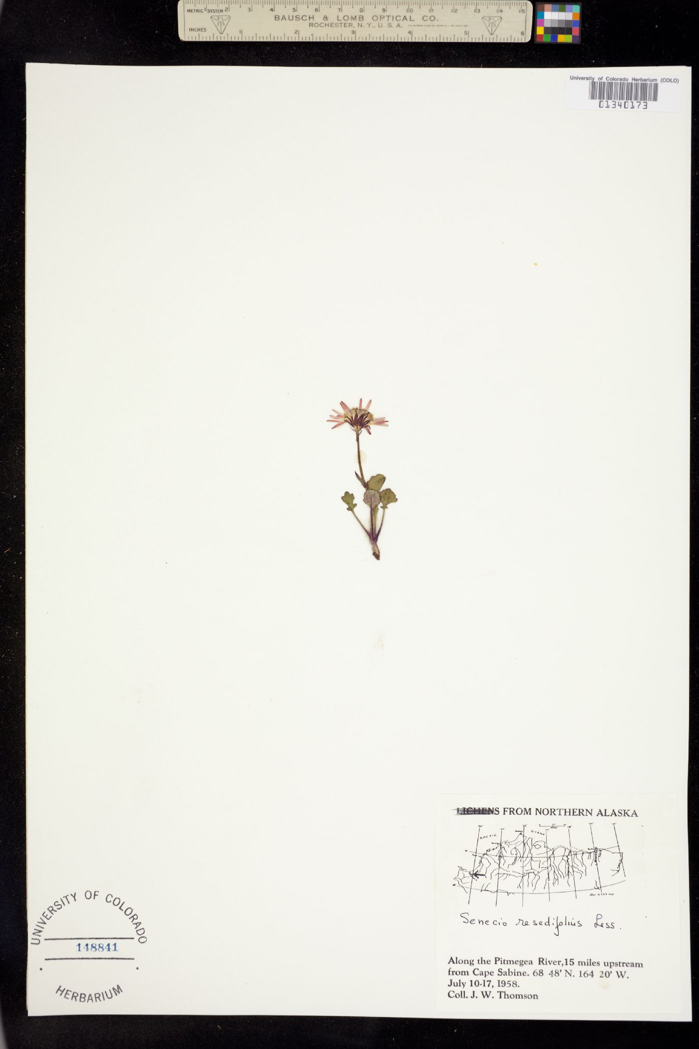 Packera cymbalaria image