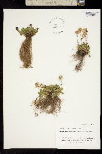 Packera resedifolia image