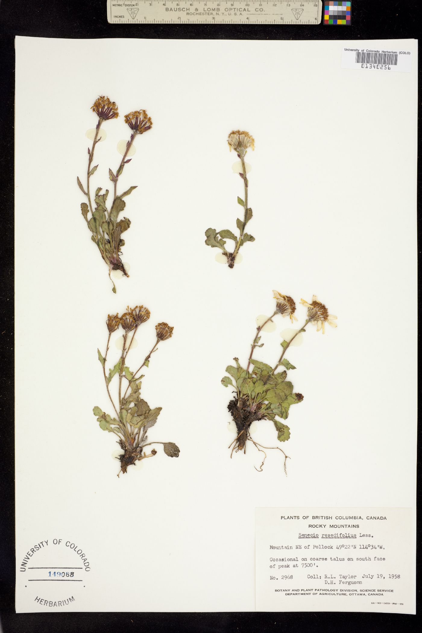 Packera cymbalaria image