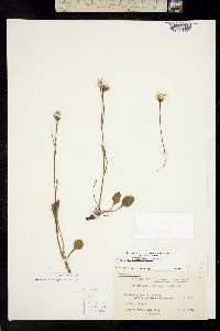 Image of Packera hesperia