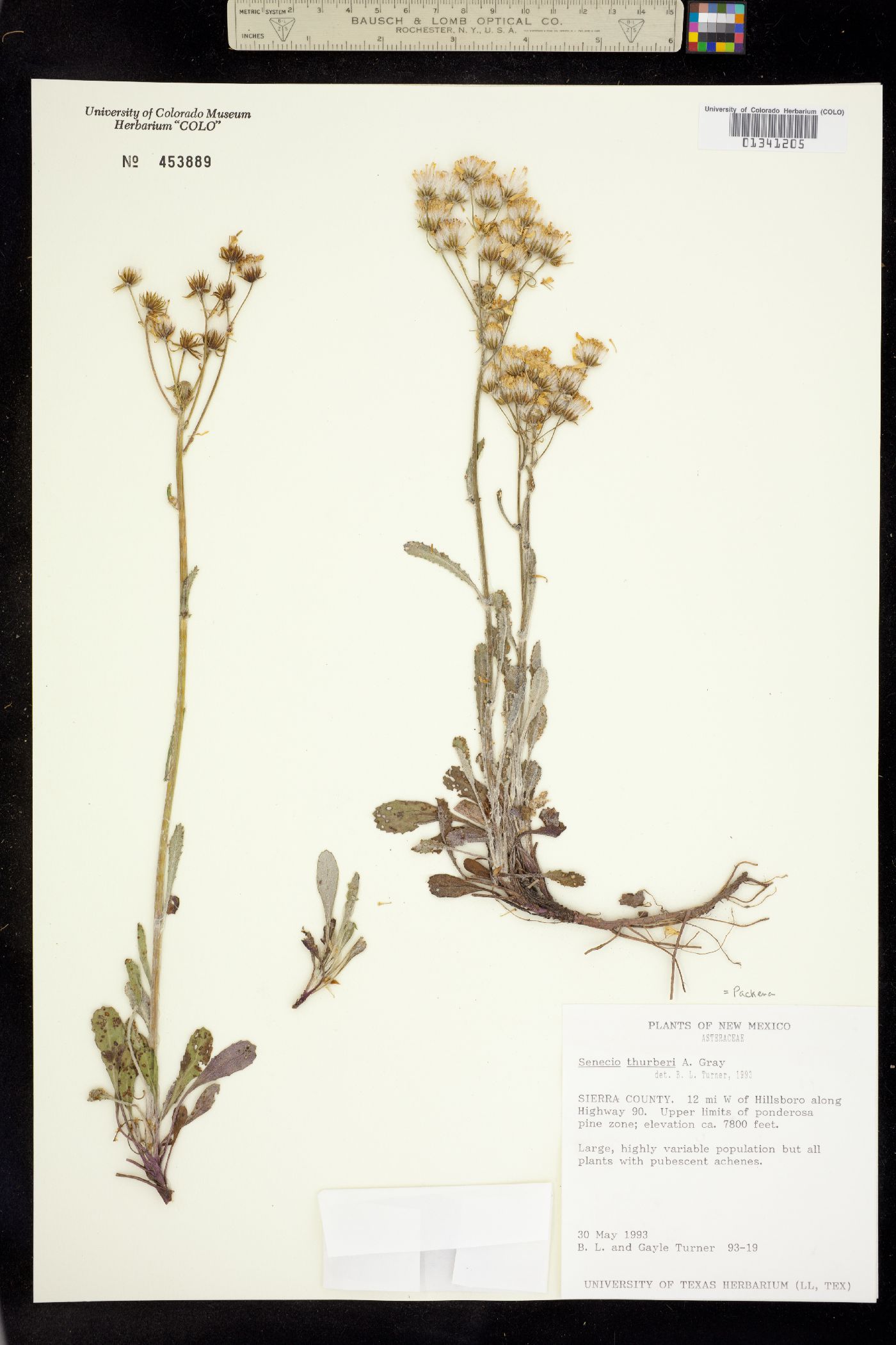 Packera thurberi image