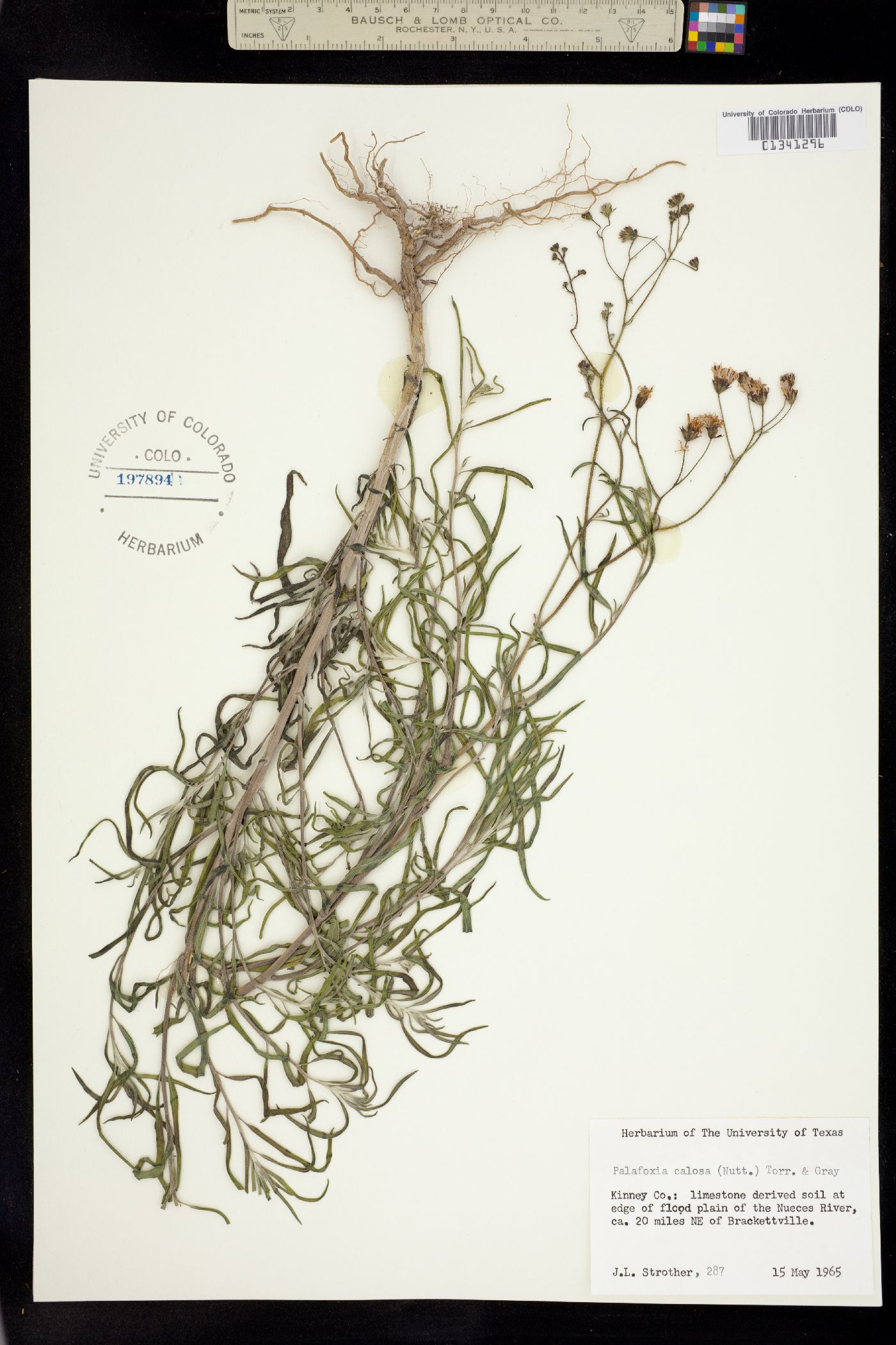Palafoxia callosa image