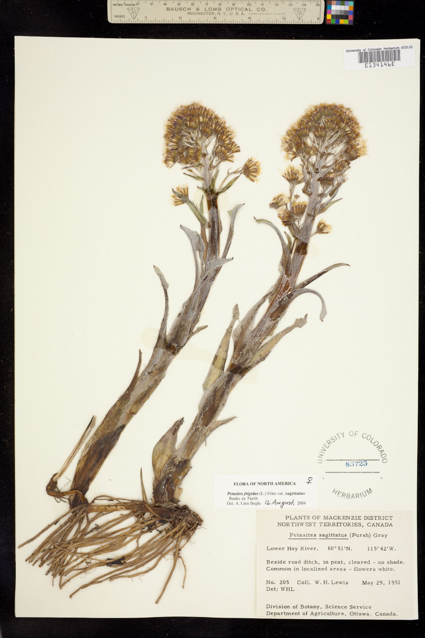 Petasites frigidus var. sagittatus image