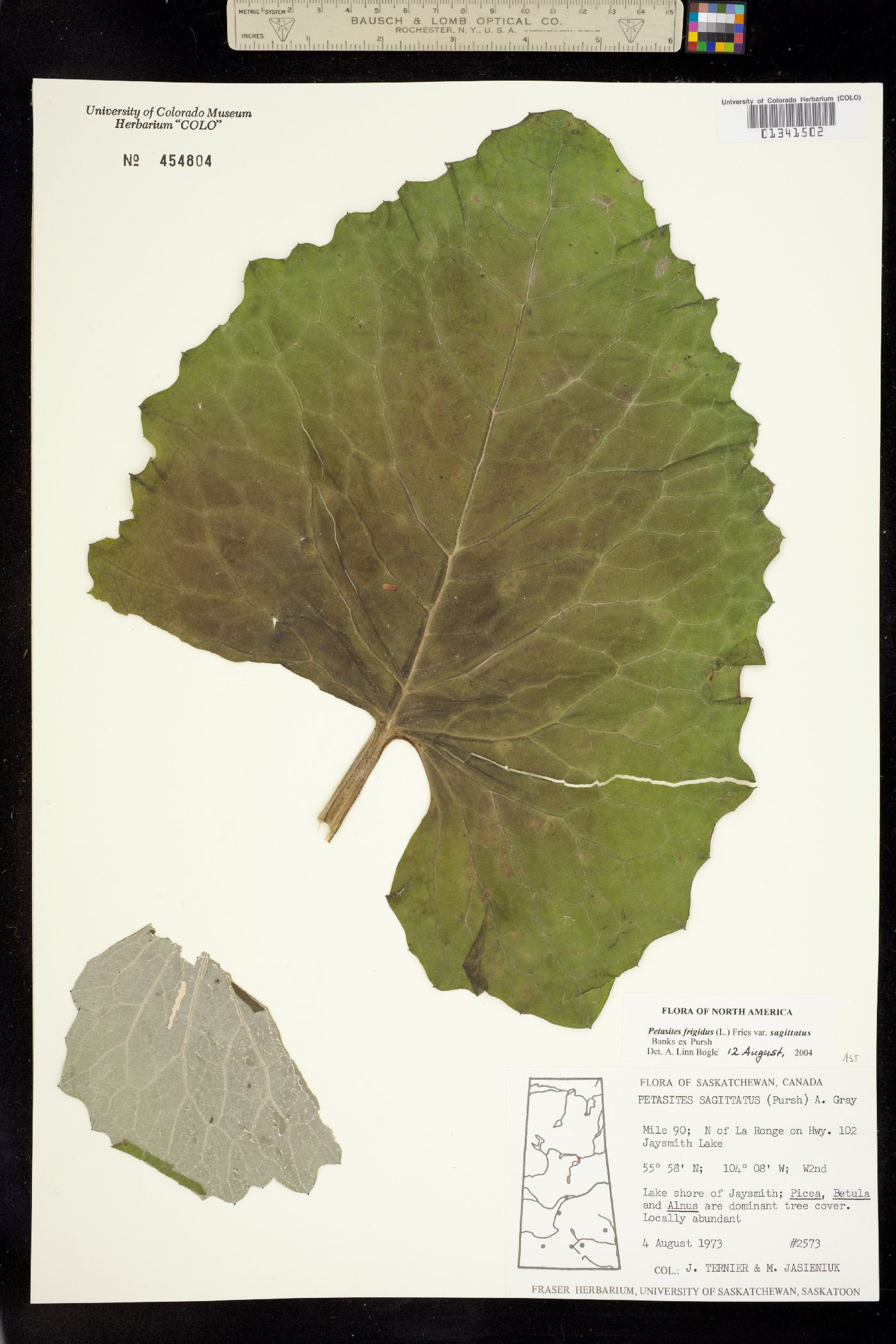 Petasites frigidus var. sagittatus image