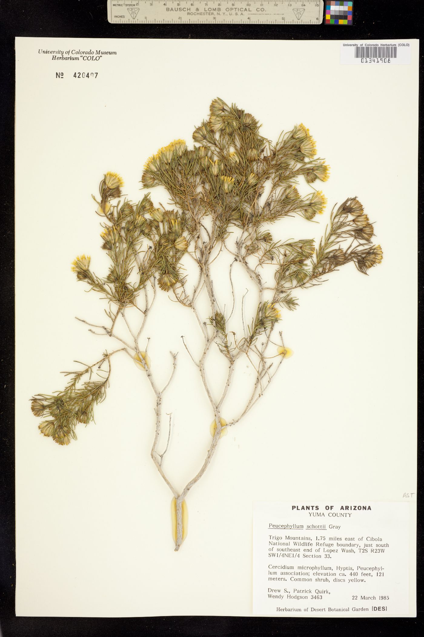 Peucephyllum image