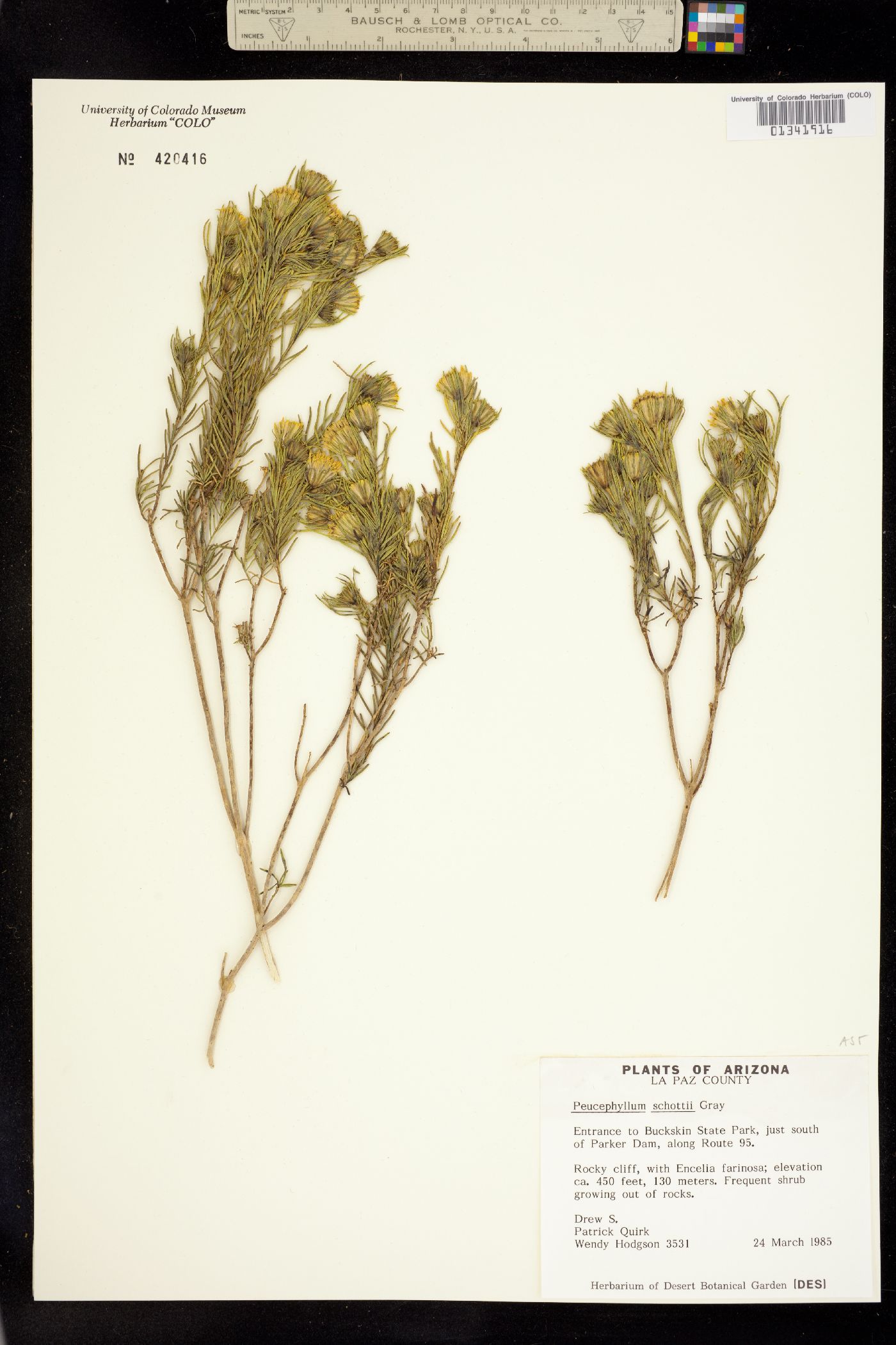 Peucephyllum schottii image