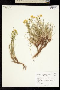 Picradenia helenioides image