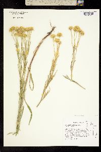 Picradenia lemmonii image
