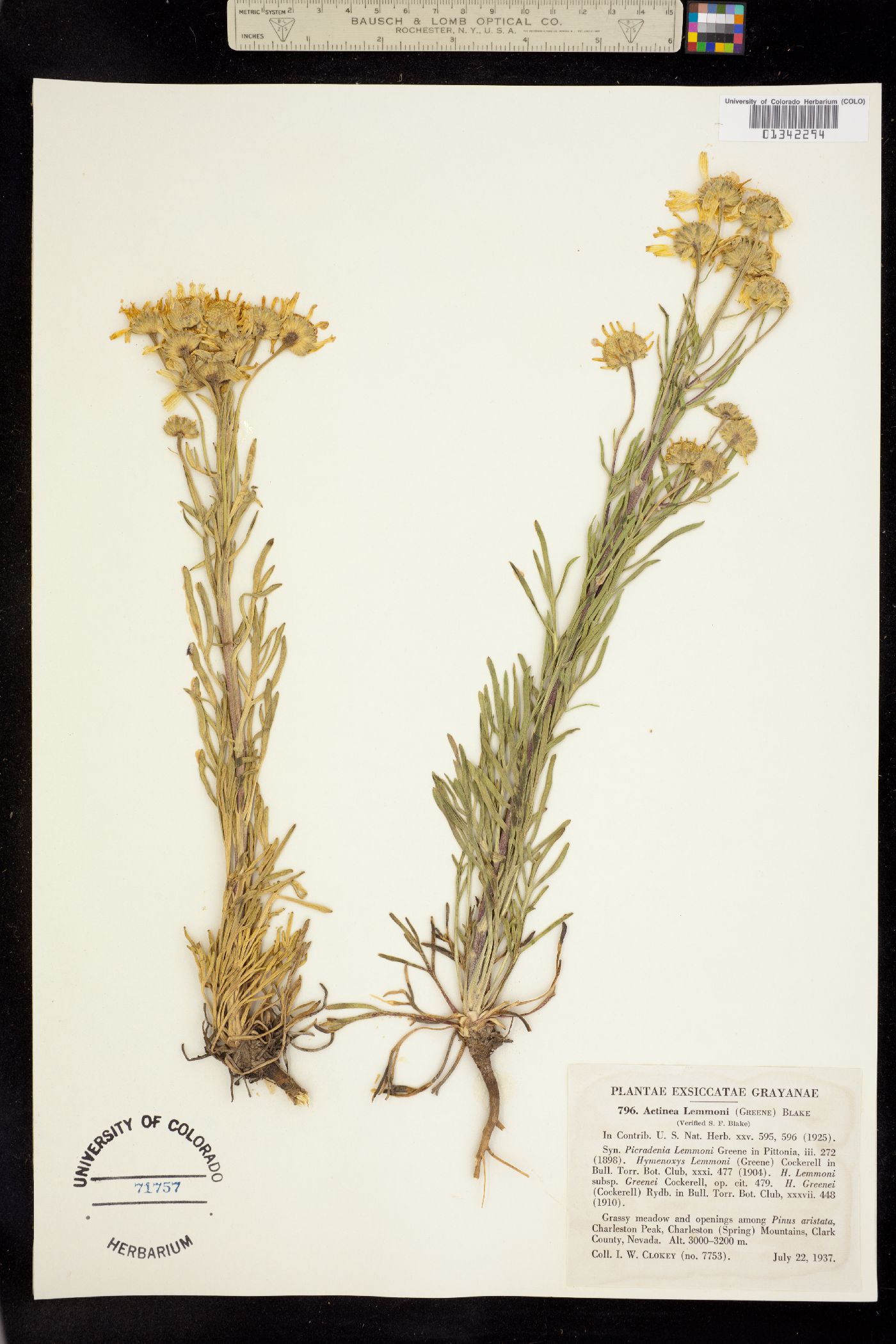 Picradenia lemmonii image