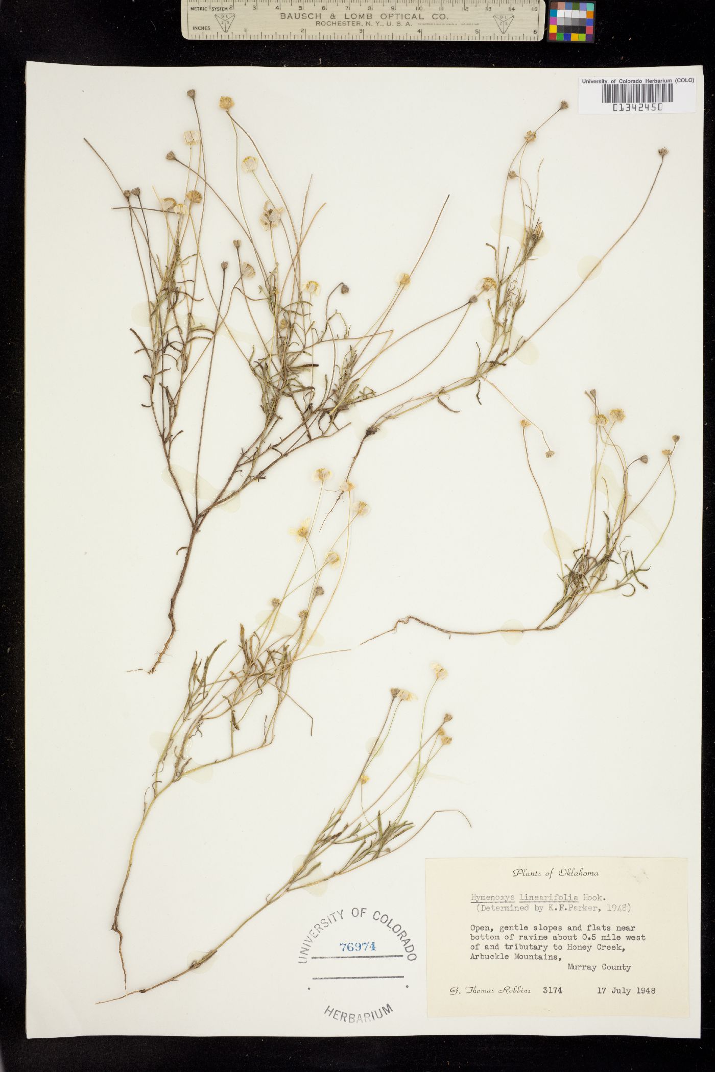 Tetraneuris linearifolia image