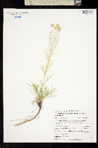 Picradenia richardsonii ssp. richardsonii image