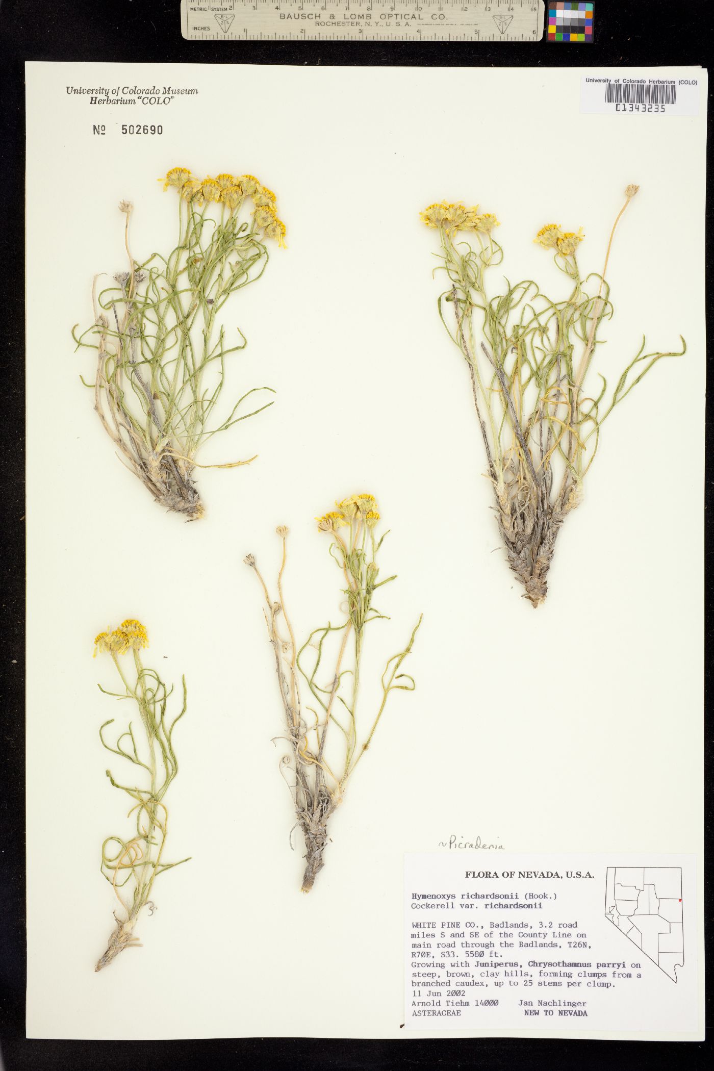Picradenia richardsonii ssp. richardsonii image