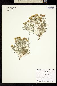 Picradeniopsis oppositifolia image