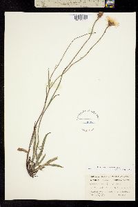 Pinaropappus roseus image