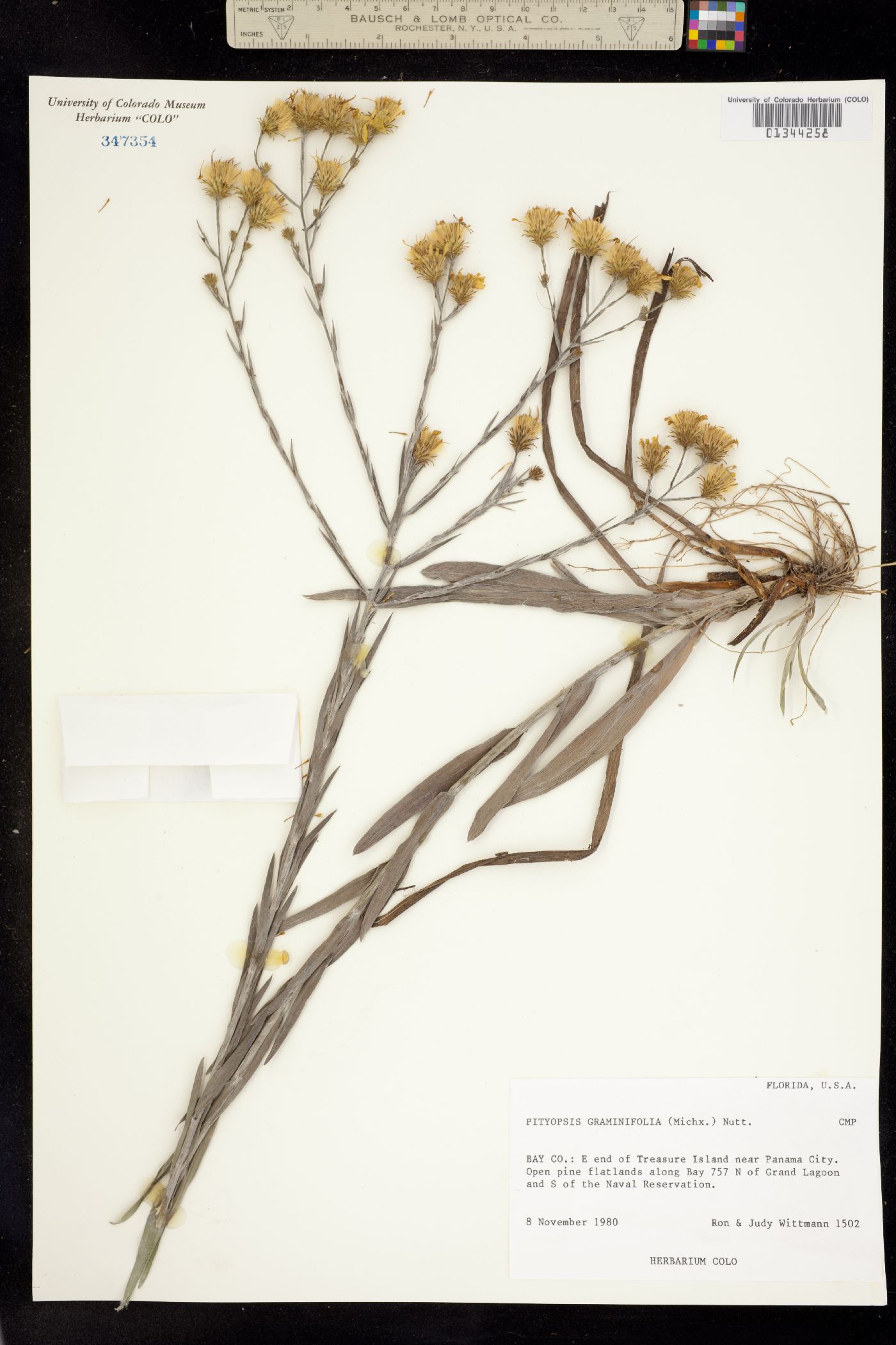 Pityopsis graminifolia image