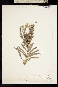 Image of Pityopsis graminifolia