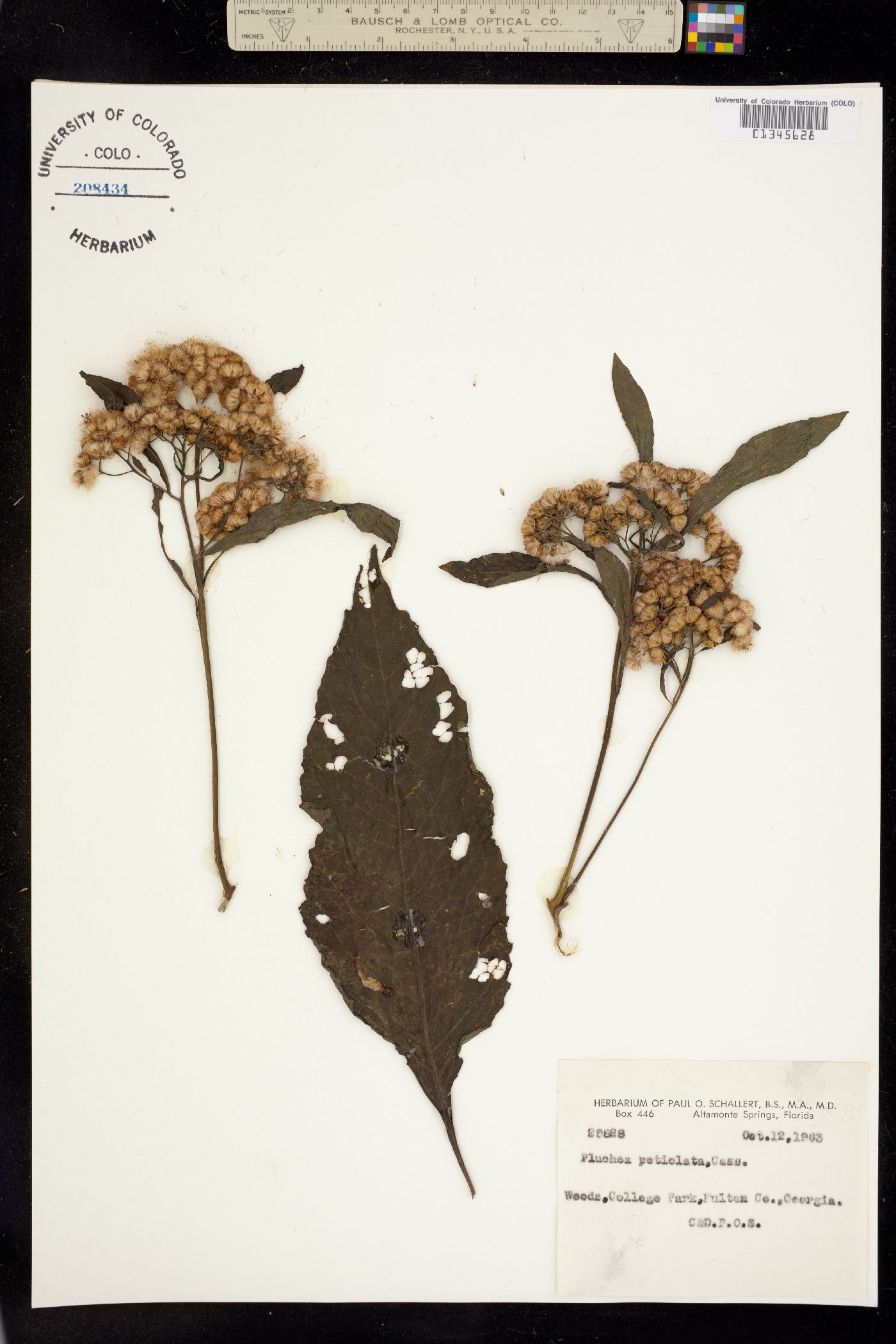 Pluchea camphorata image