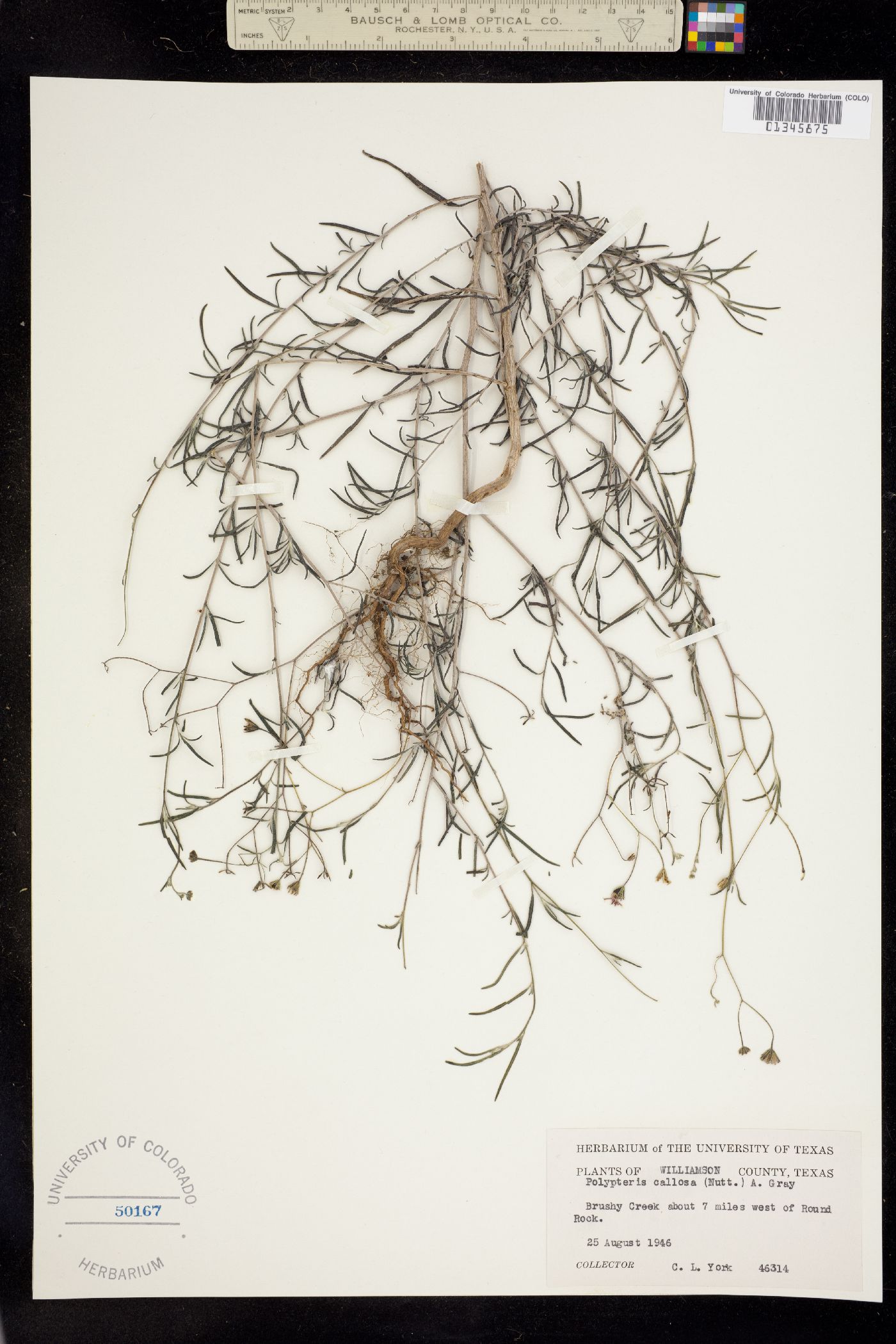 Polypteris image