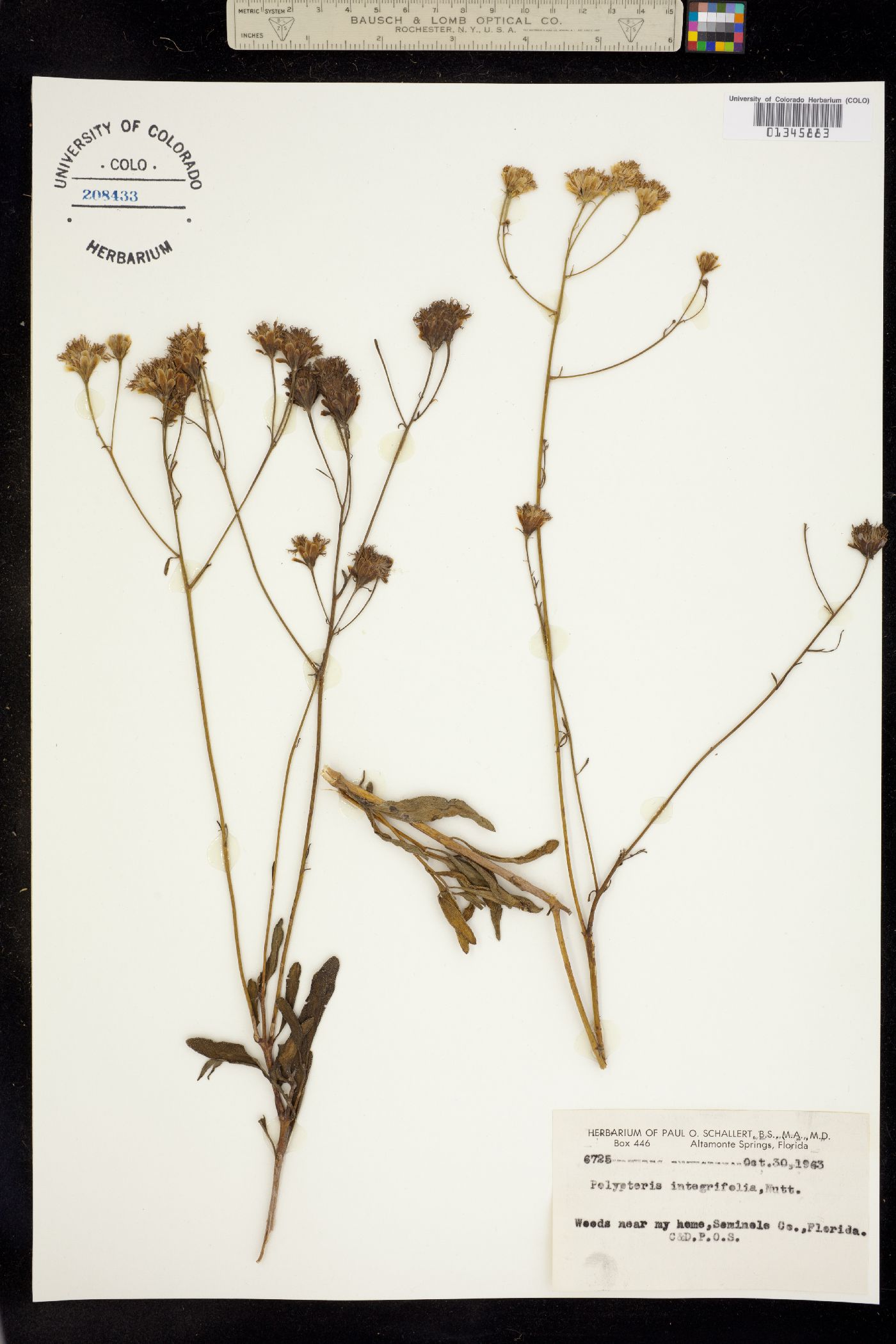 Polypteris image