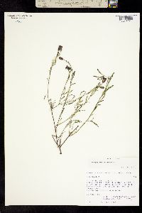 Porophyllum coloratum image