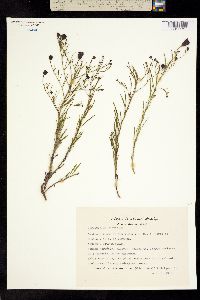 Porophyllum coloratum image