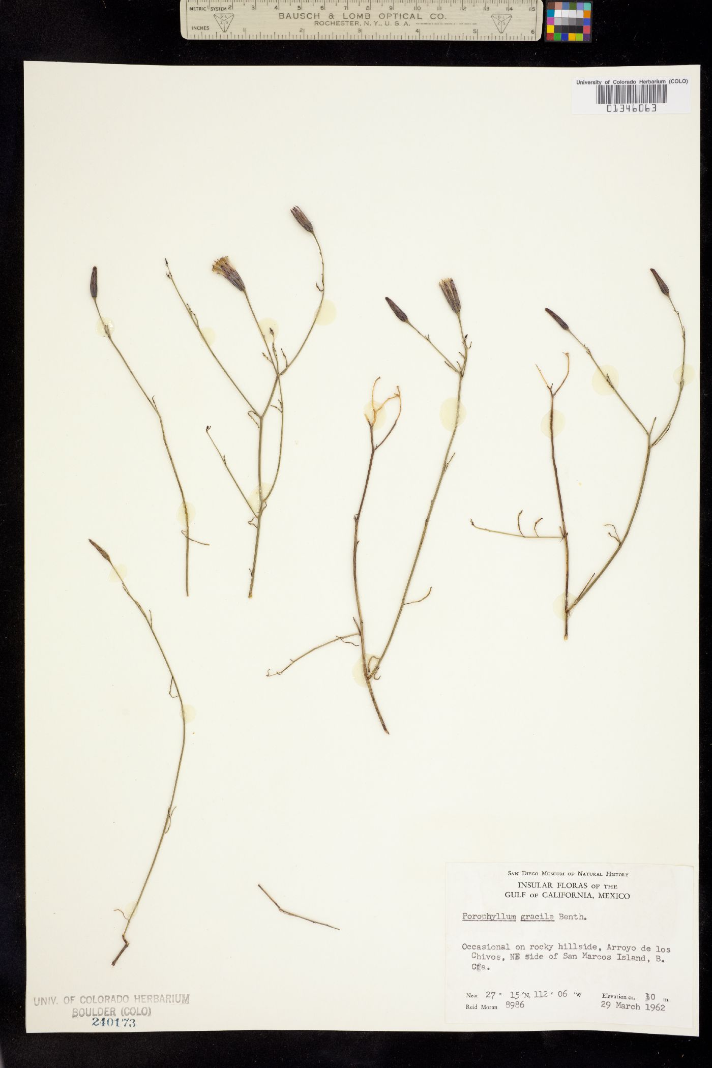 Porophyllum gracile image