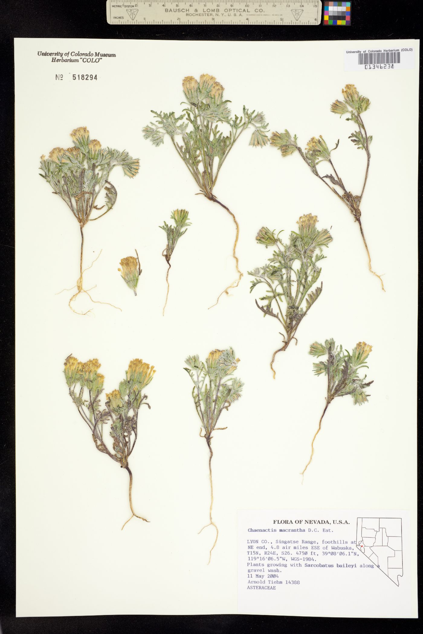 Chaenactis macrantha image