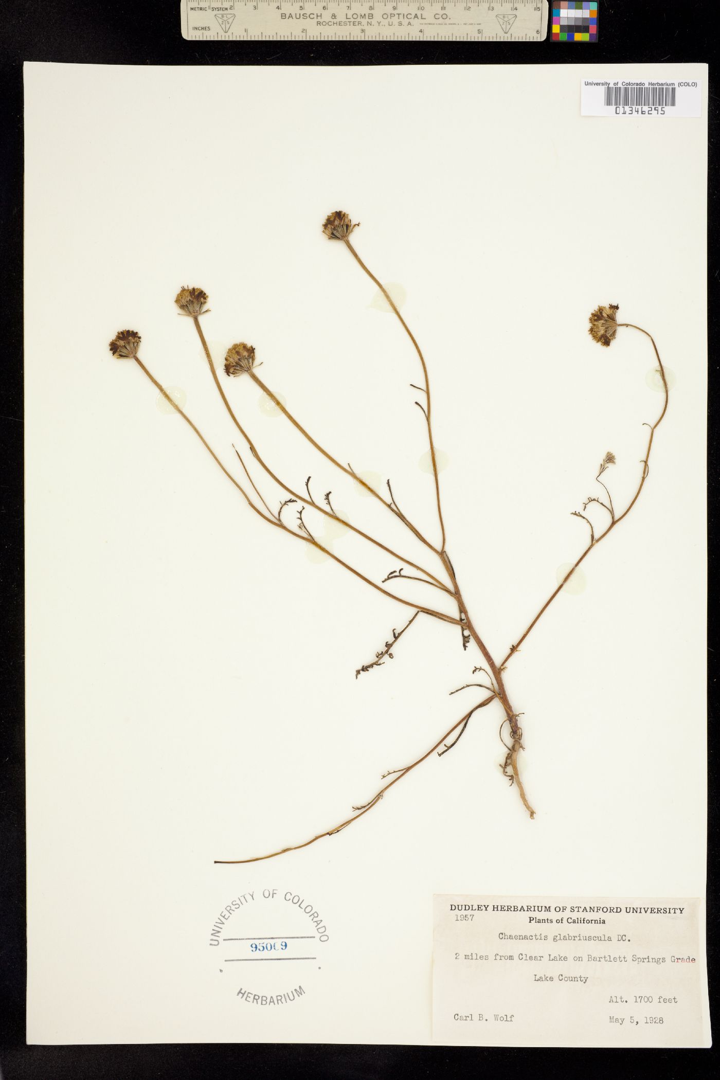 Chaenactis glabriuscula image