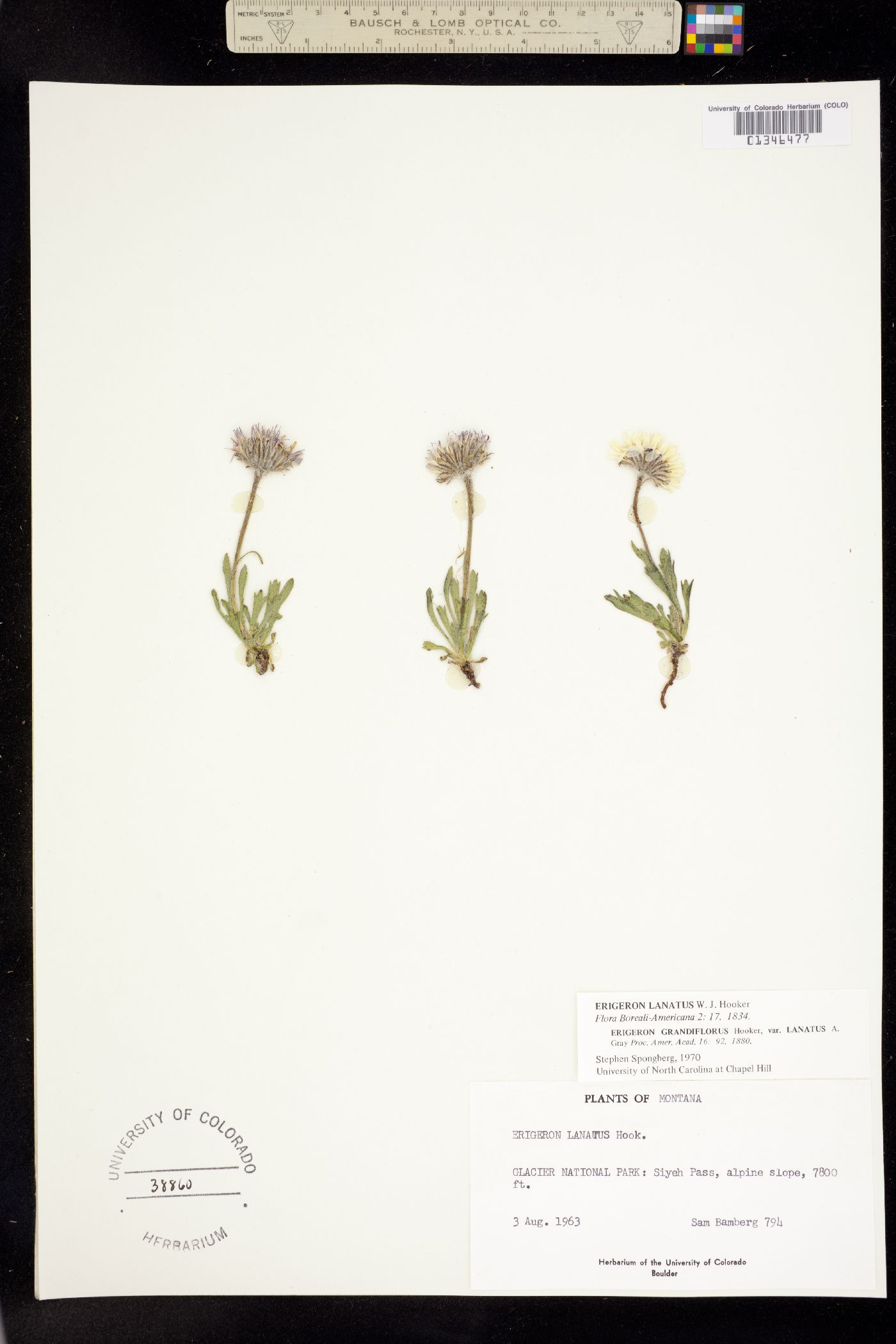 Erigeron lanatus image
