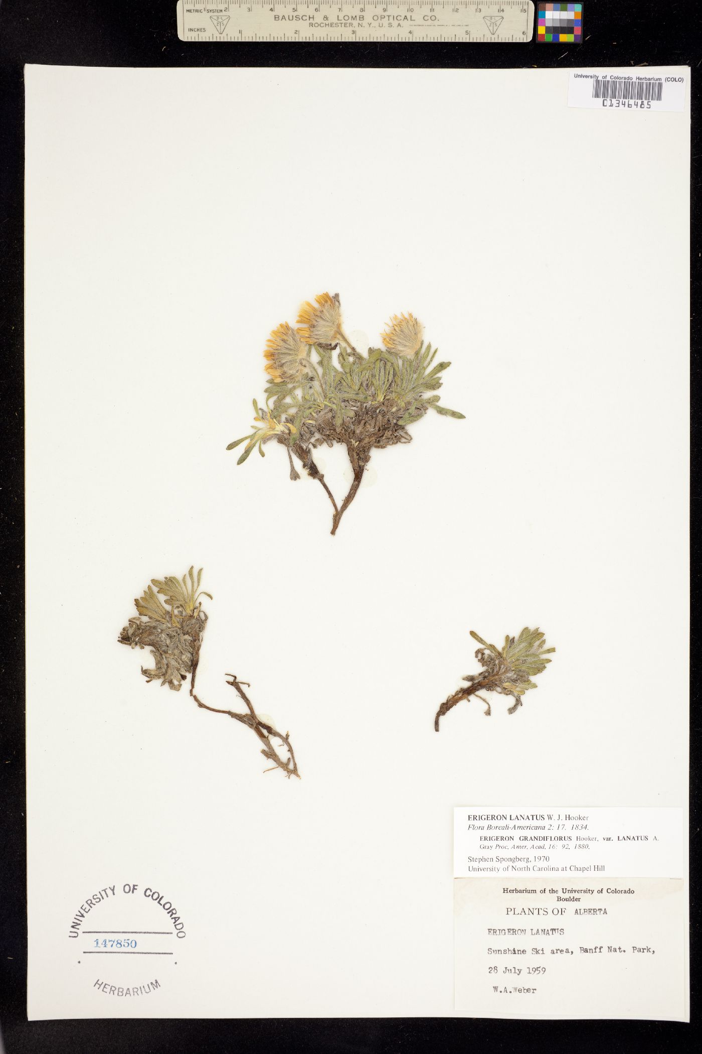 Erigeron lanatus image