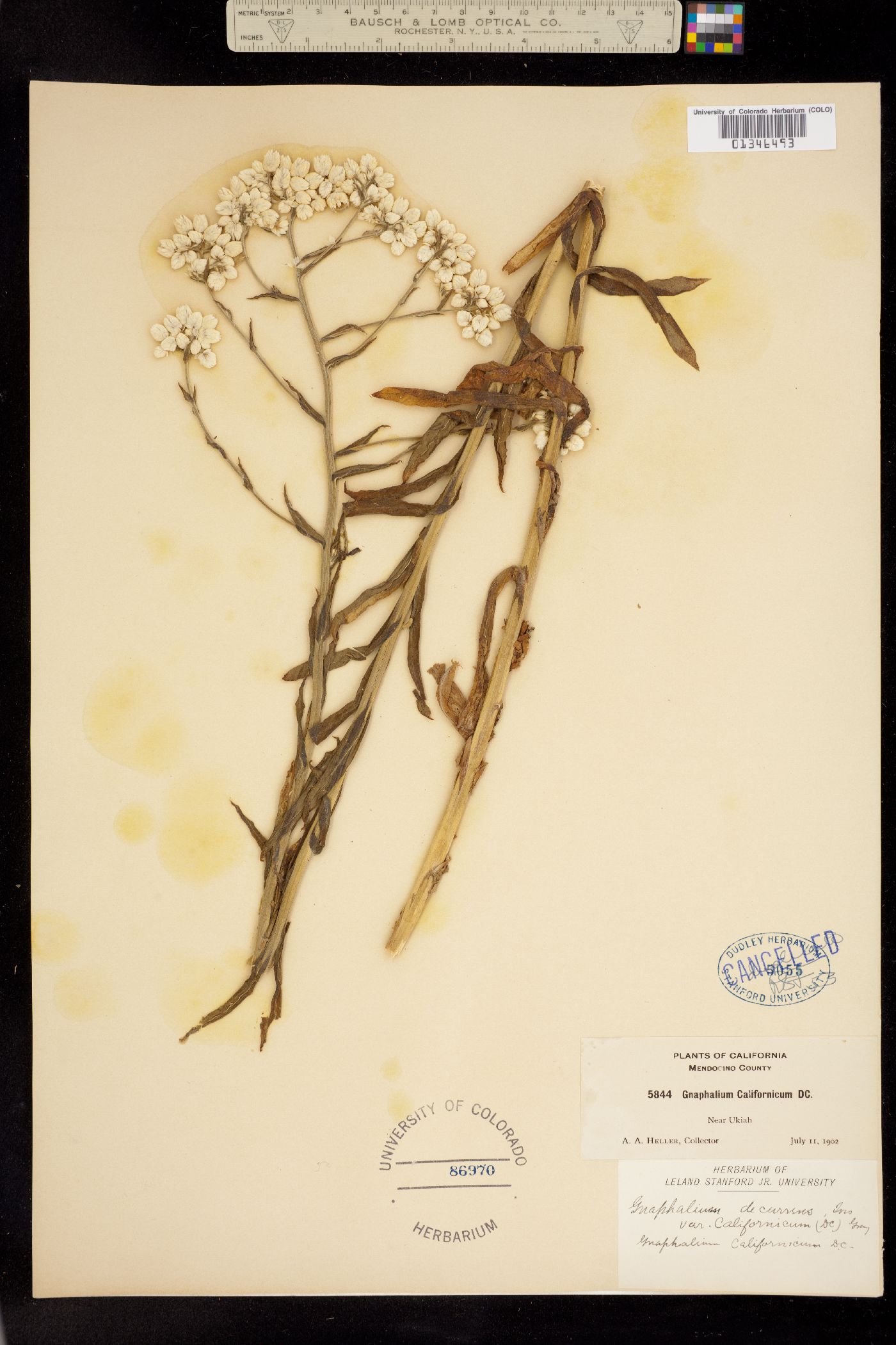 Pseudognaphalium californicum image