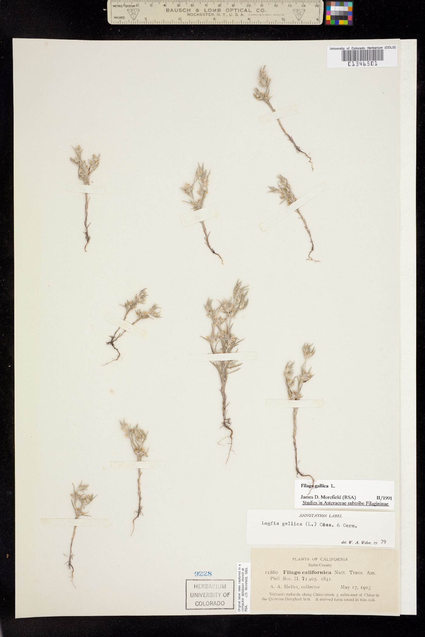 Logfia gallica image