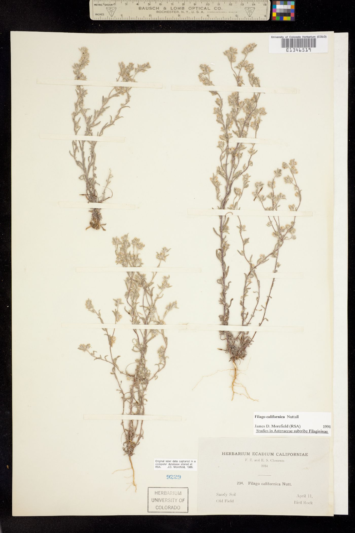 Logfia filaginoides image